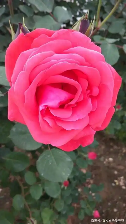 来个特写,实在是太漂亮了,闻一下可真是沁人心脾.