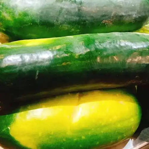 生鲜区特价商品:大冬瓜0.28元/斤