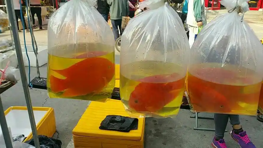 探访高碑店华声天桥观赏鱼市场最强攻略