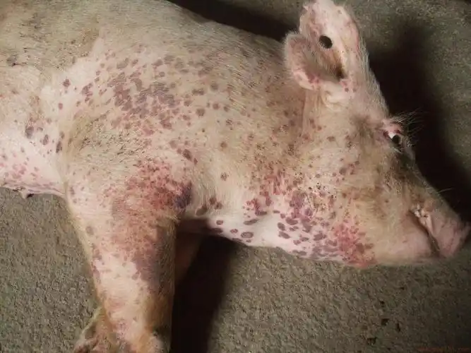 养猪疾病问答急看图说病