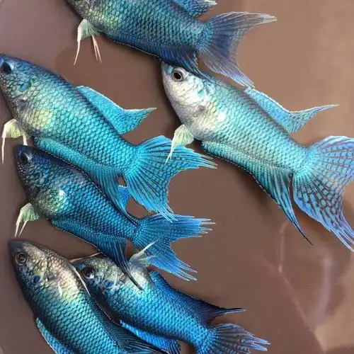 精品中国斗鱼活鱼活体无纹蓝国斗冷水淡水观赏鱼好养耐活