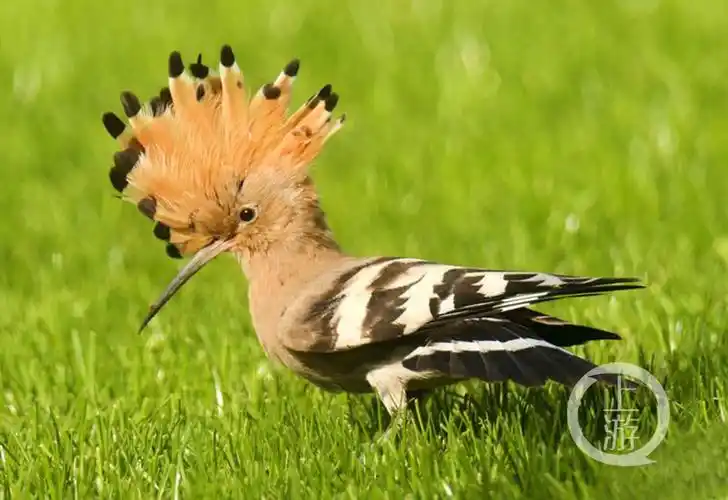 头戴"战冠" 中央公园迎来戴胜鸟