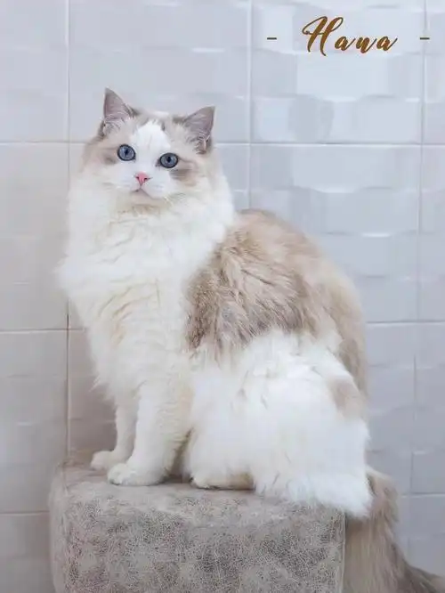 蓝色山猫纹双色甜美可人的hana妹妹找家00