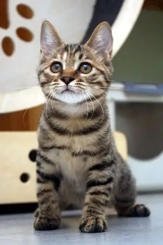 领养夏天就要过去了我不允许你还没有见过这些猫咪小可爱