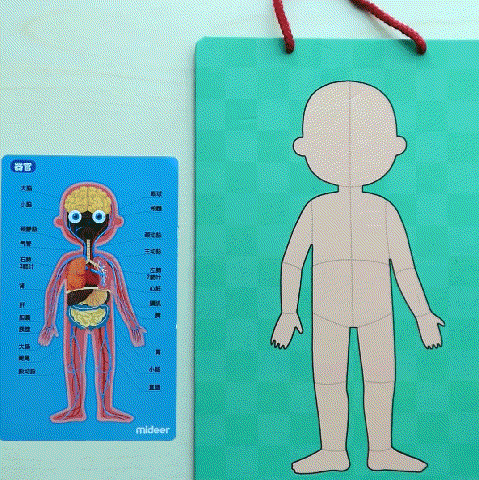 了解人体的结构和组成是这么的奇妙!