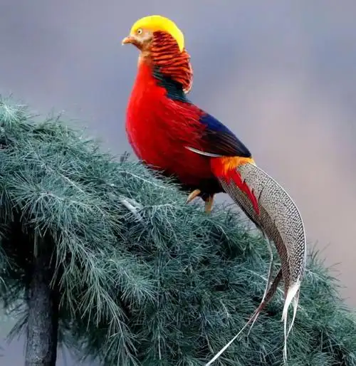 中国十大最漂亮的鸟出场就万众瞩目见过3种的人都是幸运儿