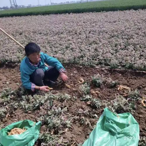生地黄芽子生地幼苗每亩地用量