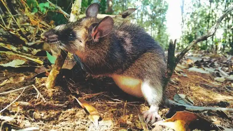 【小米note顶配版】近距离观看白腹鼠!