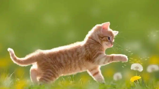 呆萌小动物壁纸