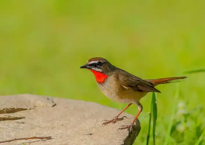 红点颏图片鸟类点颏红喉歌鸲红点颏红颏红脖野鸲