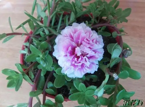 双色太阳花好漂亮,就像美娇娘笑靥如花