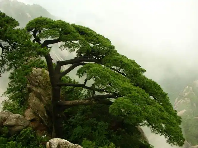 花季年少的博客