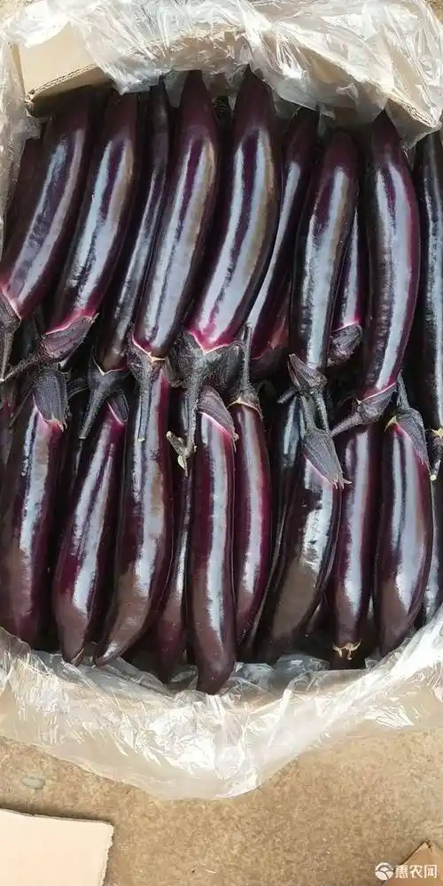 黑长茄 精品长茄