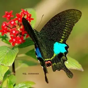 巴黎翠凤蝶 活体 蝴蝶幼虫 蝴蝶卵 蝴蝶蛹 毛毛虫 蚕