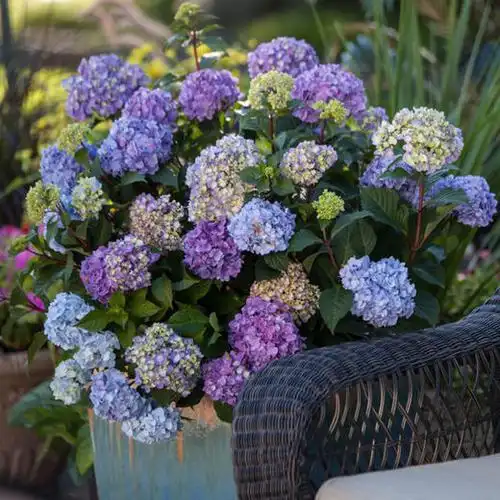 中山路—红豆园艺—绣球花盆栽系列 - 红豆万花城