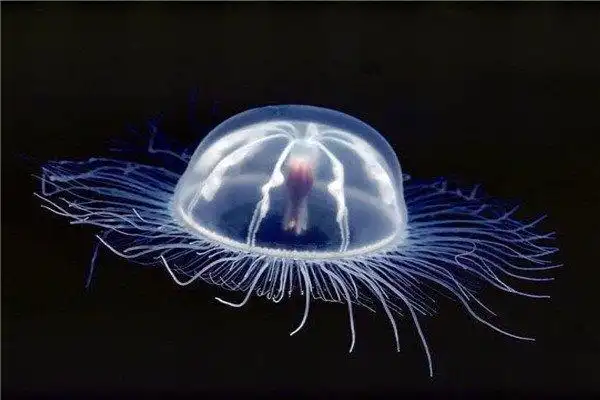 世界上寿命最长的动物灯塔水母为什么寿命这么长