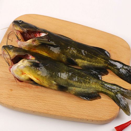 lism生态黄骨鱼现杀淡水昂刺鱼鲜活野鱼昂针鱼黄辣丁鱼2斤
