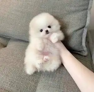 博美犬 球形俊杰犬 纯白无杂毛 小体狗 茶杯犬