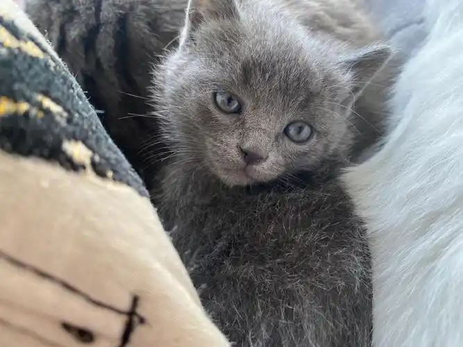 英短蓝猫和暹罗崽崽