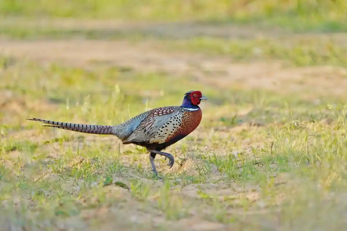 色彩绚丽的环颈雉鸡#爱鸟护鸟 #野生鸟类摄影 #人与自然和谐 - 抖音