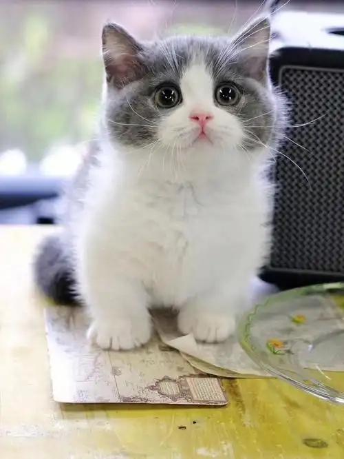 精品蓝白曼基康矮脚弟弟