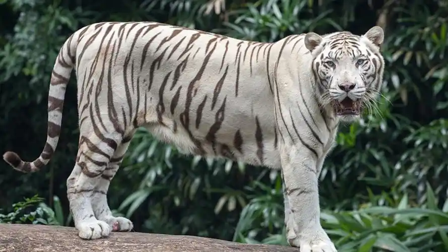 老虎的种类(中国老虎的种类)-骁龙网