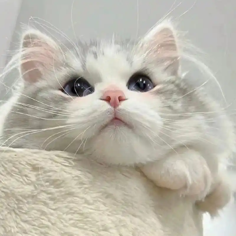 微信头像##头像##头像分享##壁纸##背景图##女生头像##可爱头像##猫
