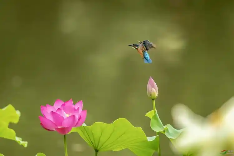 荷花与翠鸟