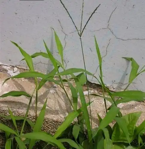 马唐是一种什么样的植物