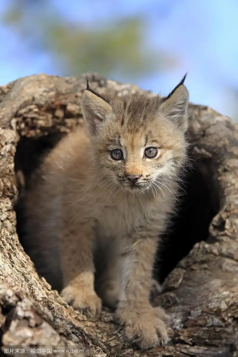 加拿大猞猁(加拿大猞猁),八周大的幼崽,在中空树干,圈养,美国蒙大拿州