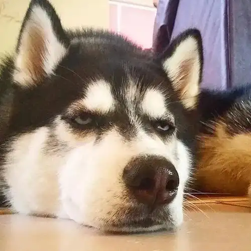 可爱又迷人(沙雕)的狗狗头像 - 知乎