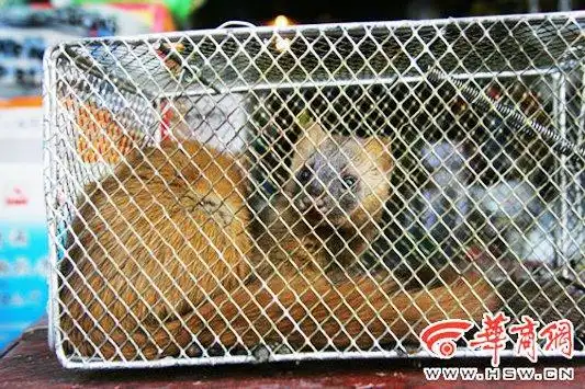 捕鼠笼里钻进黄鼠狼(图)