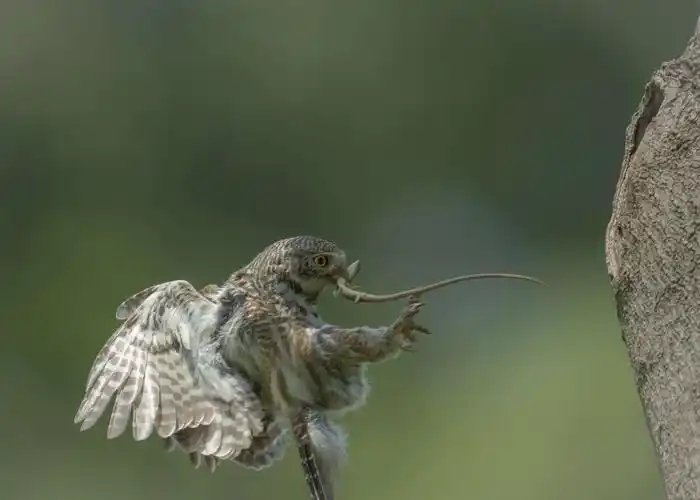 斑头鸺鹠出巢记!