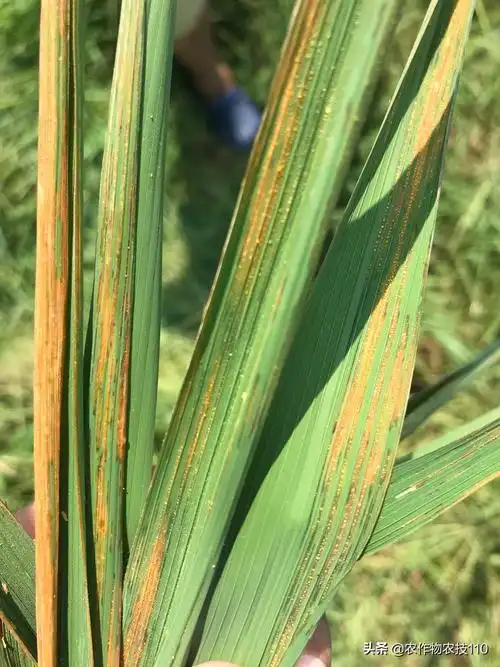 水稻细菌性褐斑病(病害))_石塘网