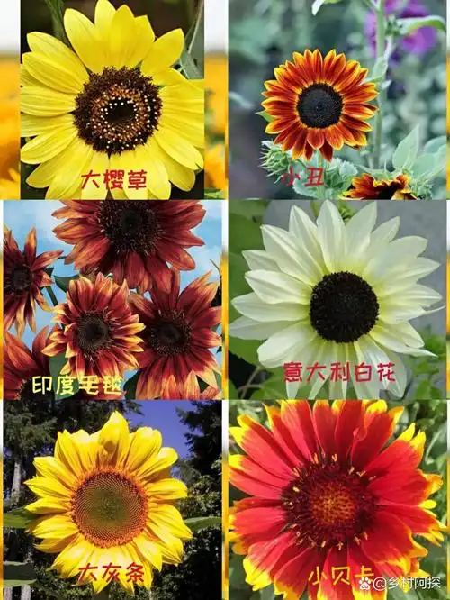 忠诚,在希腊神话中,传说有一位美丽的女子非常憧憬当时的太阳神阿波罗