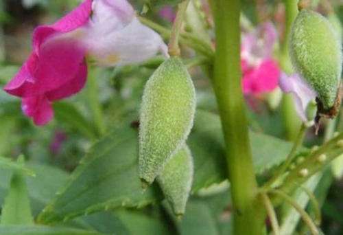 四季植物网 植物知识 非洲凤仙花 > 正文凤仙花开花,花色丰富,花亦可