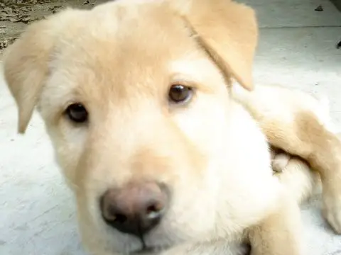 一副楚楚可怜的样子