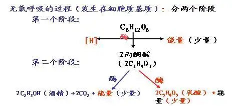 无氧呼吸两个阶段