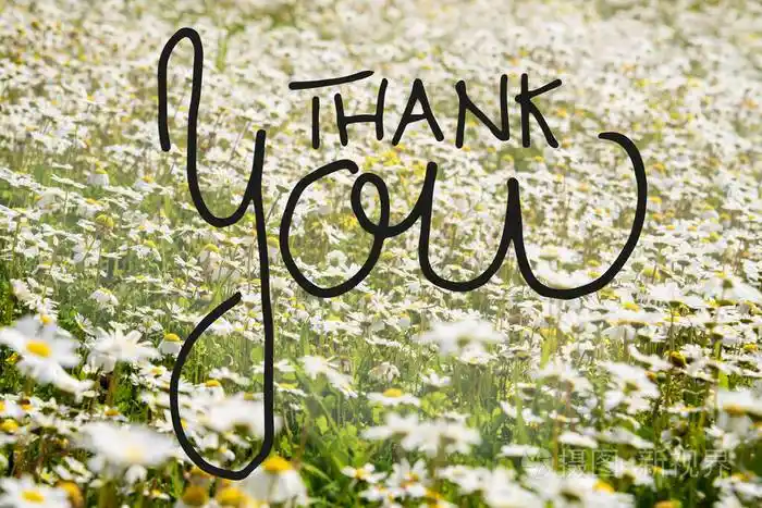 阳光灿烂的白色雏菊花草地书法谢谢