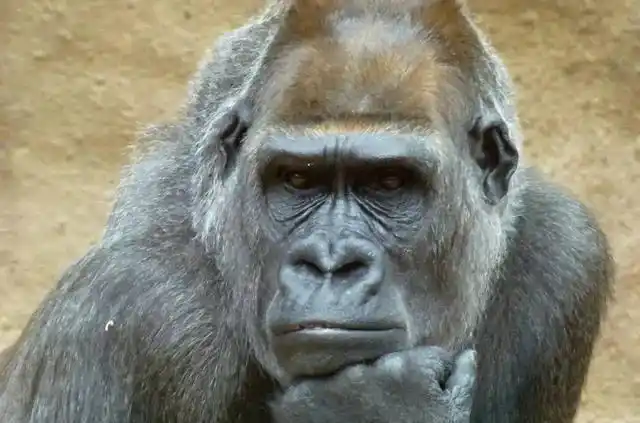 被认为是人和黑猩猩的过渡产物猩猩人奥利弗到底有多像人