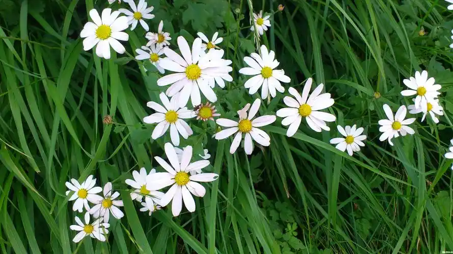 大理的野花精神