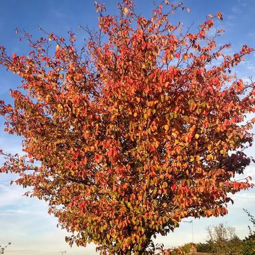 榉树优惠专场,最新打折特卖商品,淘宝天猫优惠券领取-35优惠券网站