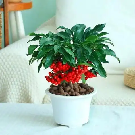 金玉满堂花,金玉满堂名字喜庆颜值高(金玉满堂花叶子发黄怎么办)