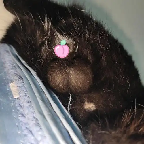 讨论毛蛋蛋搜集帖