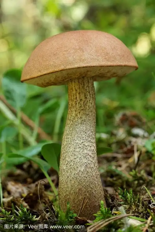 大可食用的蘑菇