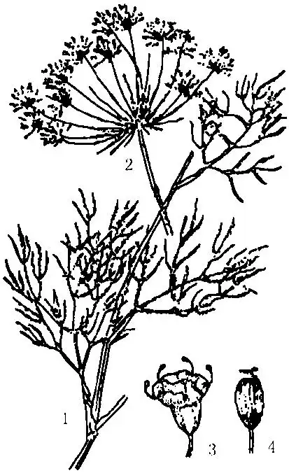 莳萝子开宝本草