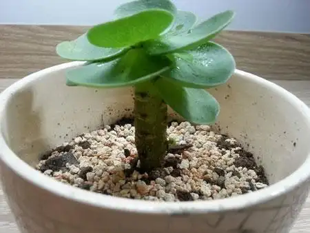 金钱木的繁殖方法介绍