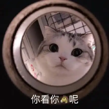 你看你呢(猫猫表情包)_猫猫表情