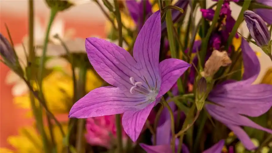 漂亮的桔梗花高清桌面壁纸