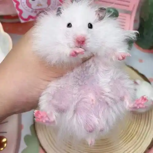 家养成年金丝熊活体宠物仓鼠长毛纯银熊鸽灰肉桂波利蜜色包活 科养黄